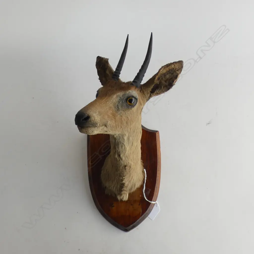 SOUTH AFRICAN KLIPSPRINGER HEAD MOUNT ON SHIELD H.370mm Image 1++
