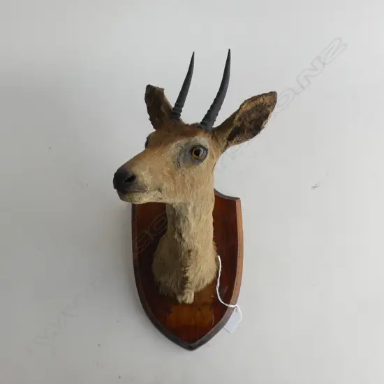 SOUTH AFRICAN KLIPSPRINGER HEAD MOUNT ON SHIELD H.370mm