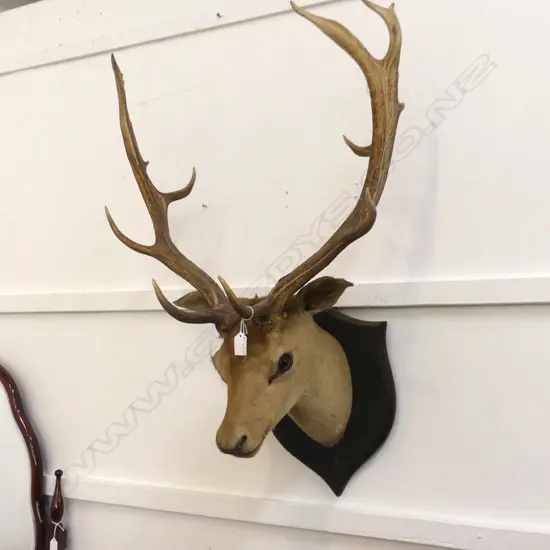 TAXIDERMIED DEER HEAD ex Highwic House the vendor is great great grandson of the first owner of Highwic