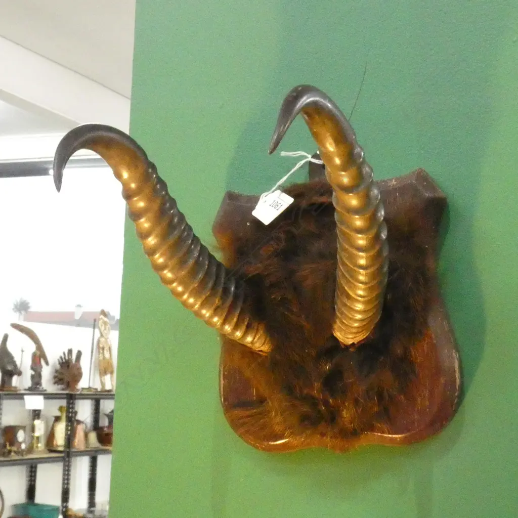 MOUNTED HORNS EX. HIGHWIC HOUSE Image 1++