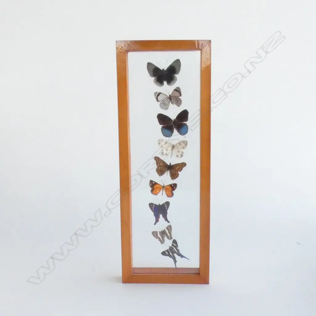 9 CASED BUTTERFLY'S L 320 MM Image 1++