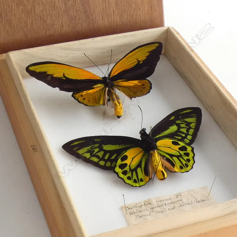 TWO CASED WALLACE'S GOLDEN BIRDWING BUTTERFLY'S L 290 MM Image 1++