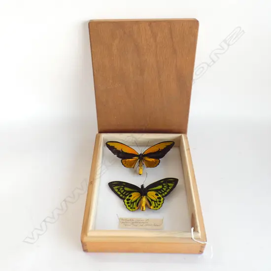 TWO CASED WALLACE'S GOLDEN BIRDWING BUTTERFLY'S L 290 MM