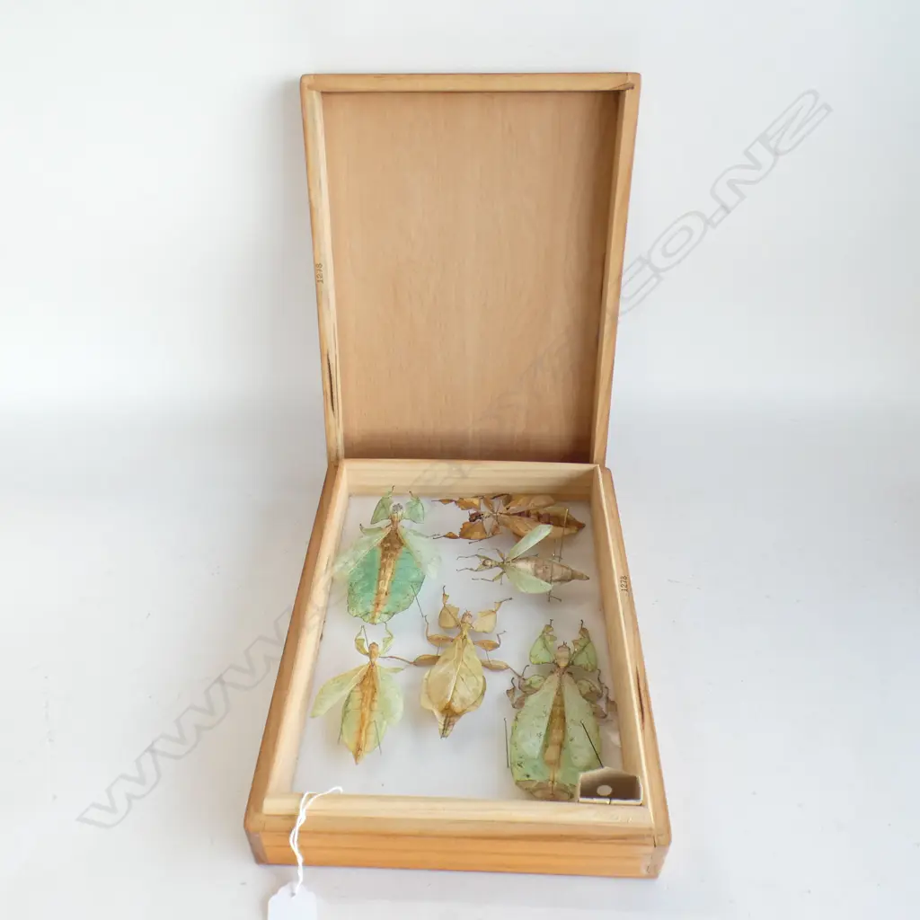 SIX CASED LEAF INSECTS ( PHYLLIIDAE) CASED IN LIDDED WOODEN BOX L 290 MM Image 1++