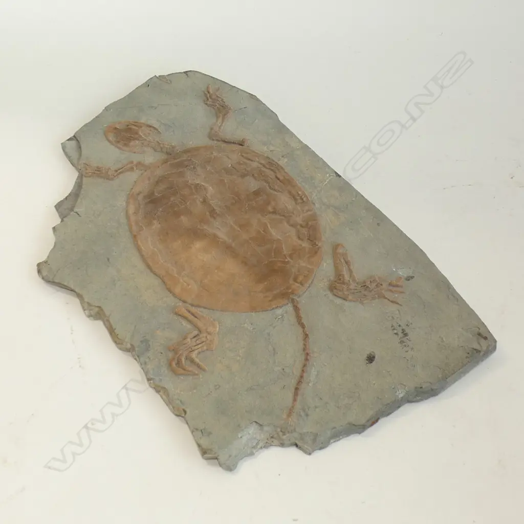 A FAUX FOSSILIZED TURTLE L 340 MM Image 1++