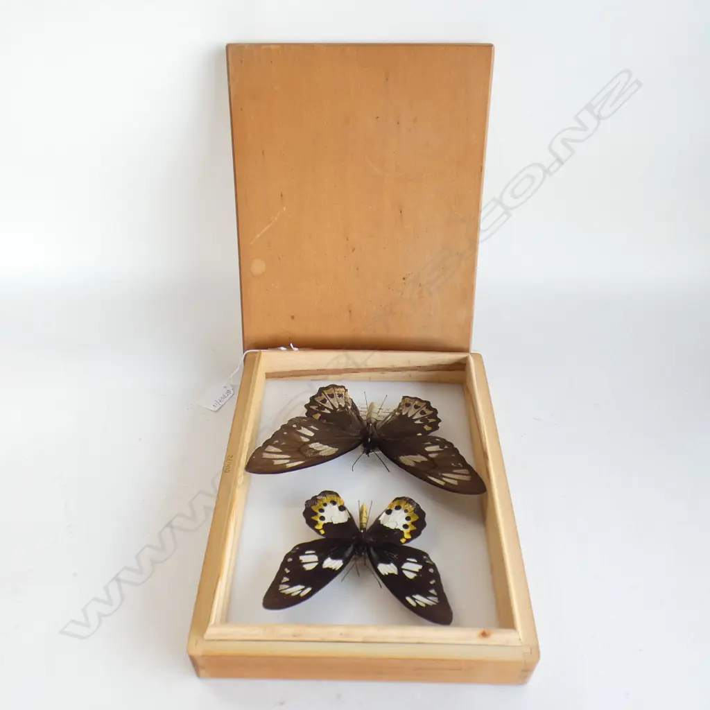 TWO CASED  GREEN BIRDWING BUTTERFLY'S L 290 MM Image 1++