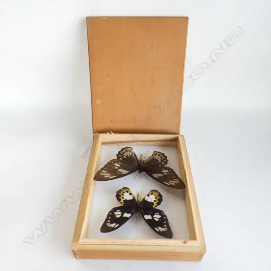 TWO CASED  GREEN BIRDWING BUTTERFLY'S L 290 MM