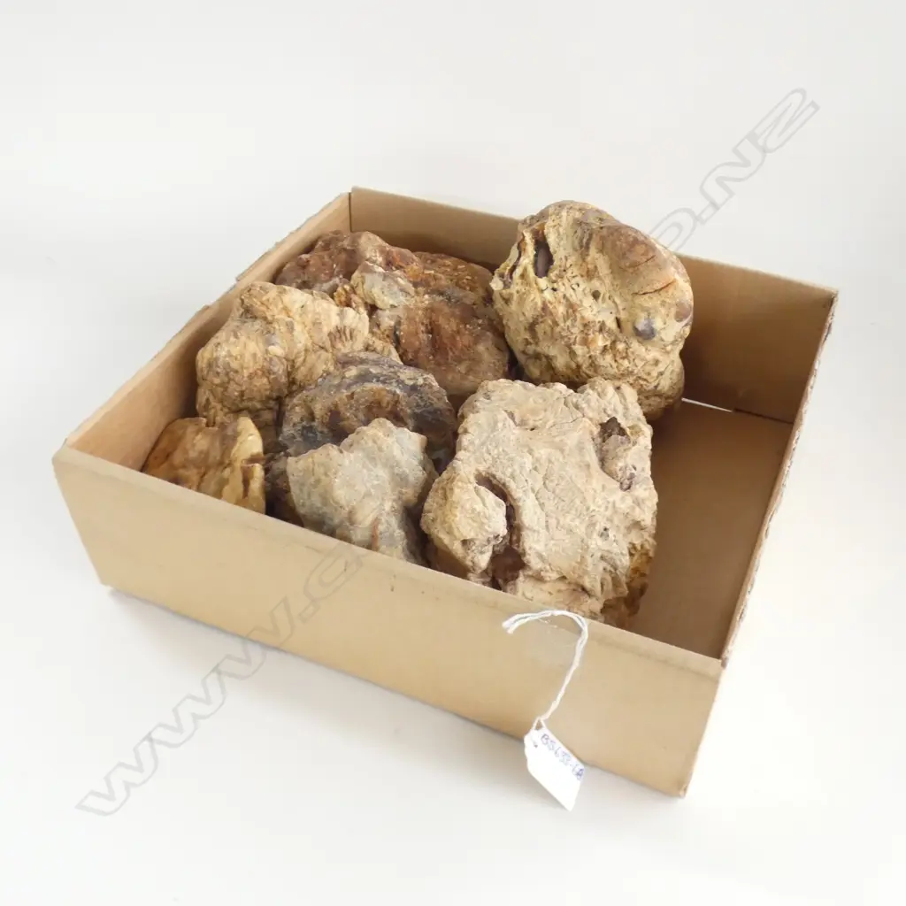 BOX LOT KAURI GUM NUGGETS  Image 1++