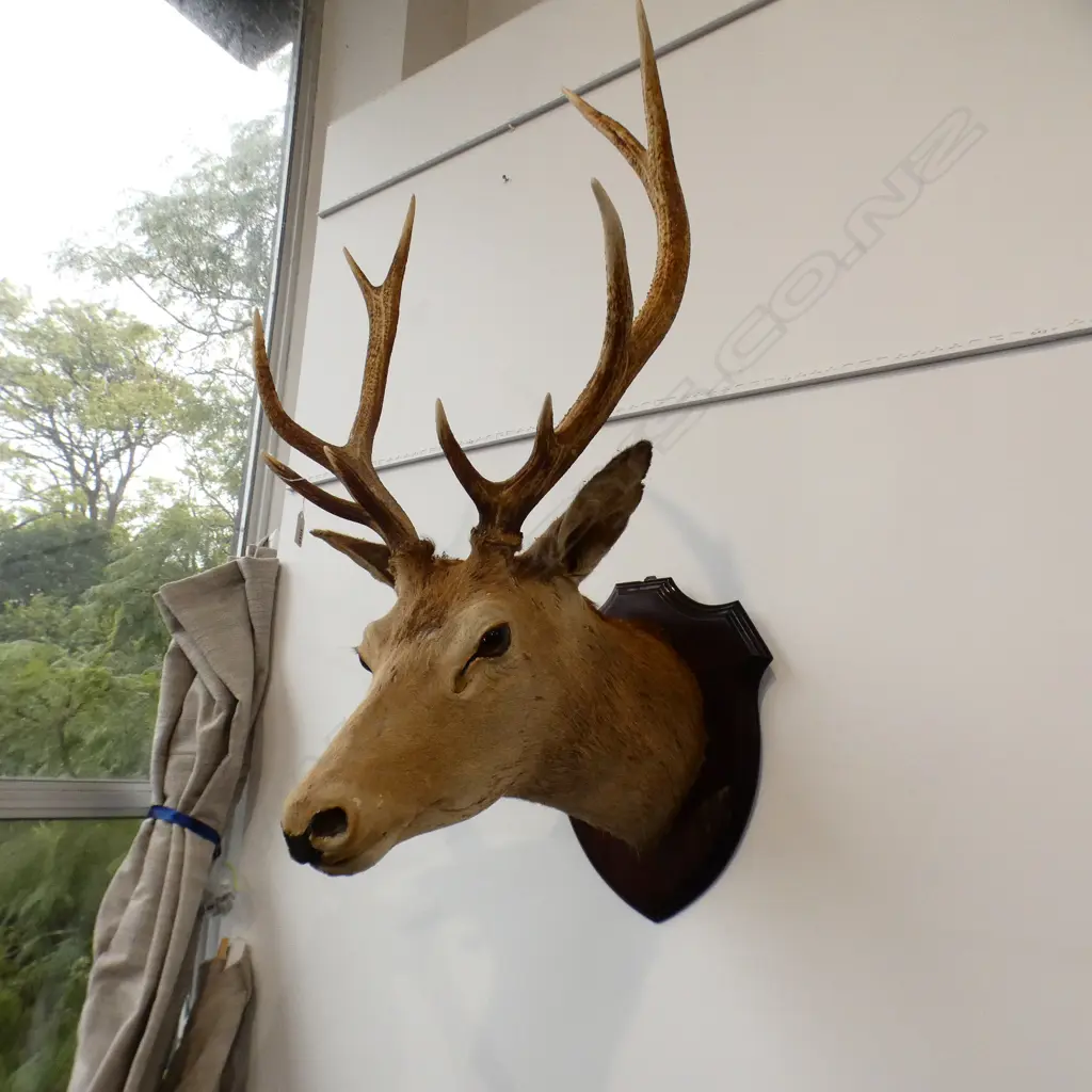 DEER HEAD; 10 POINTER Image 1++