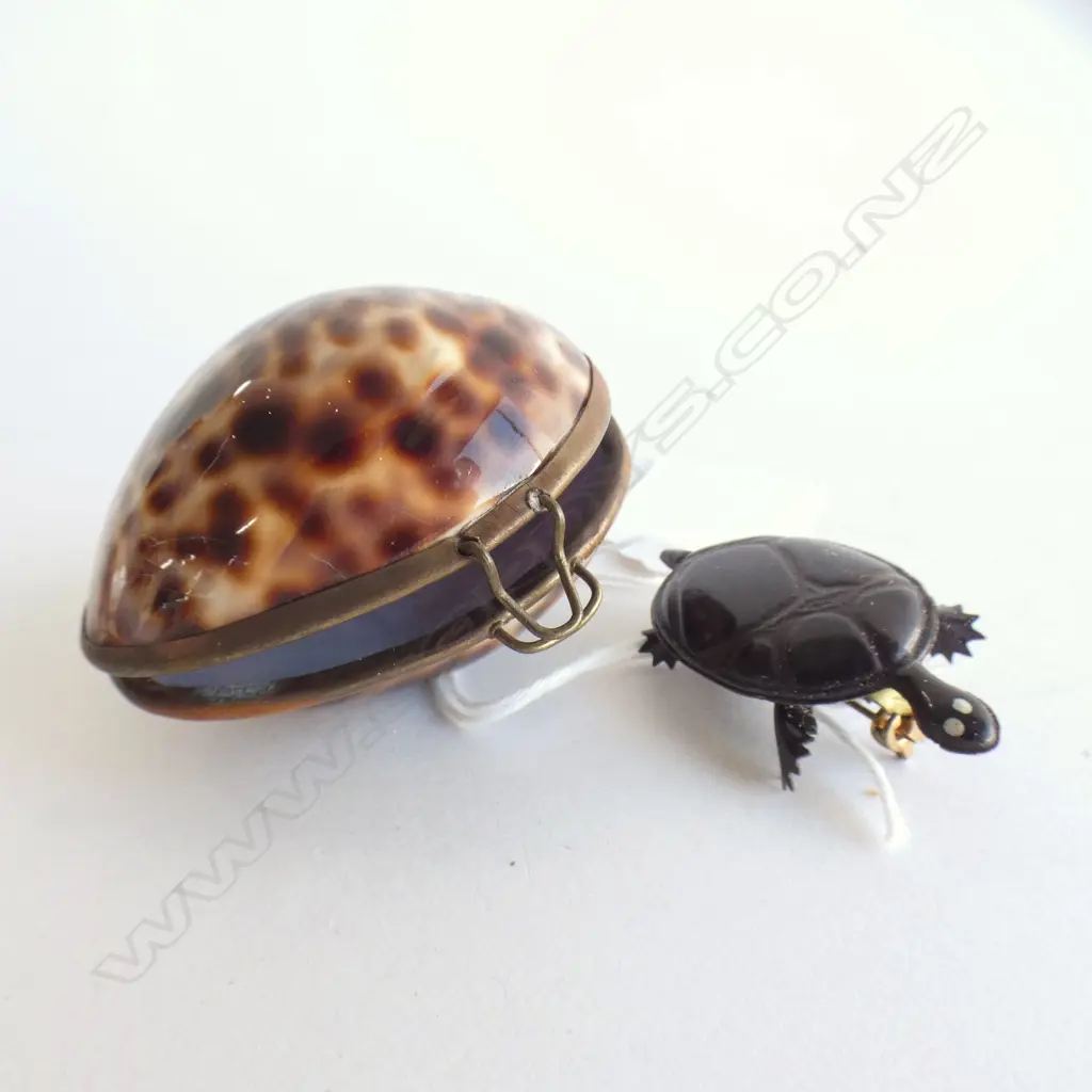 VINTAGE POLISHED TIGER COWRIE SHELL BRASS RIMMED TRINKET BOX  & TURTLE BROOCH  Image 1++