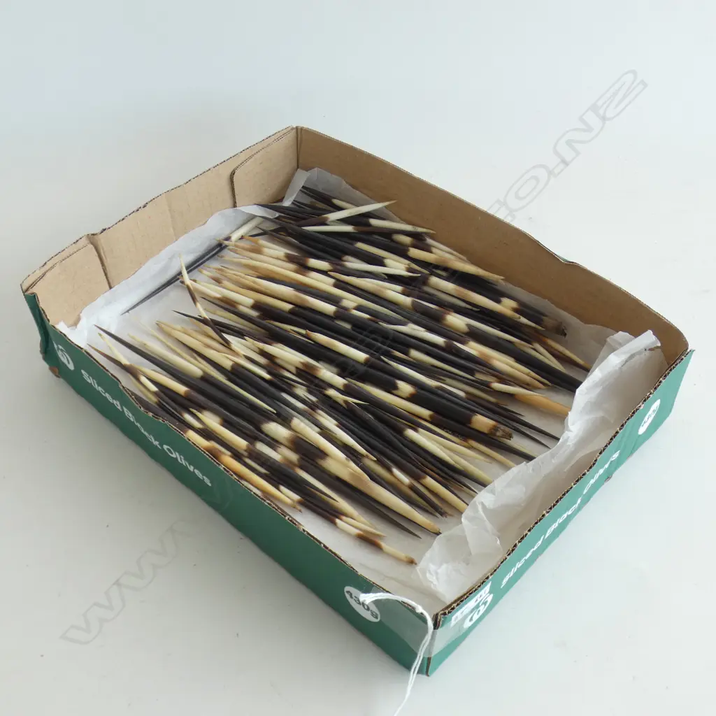 PORCUPINE QUILLS ASST. LENGTHS  Image 1++