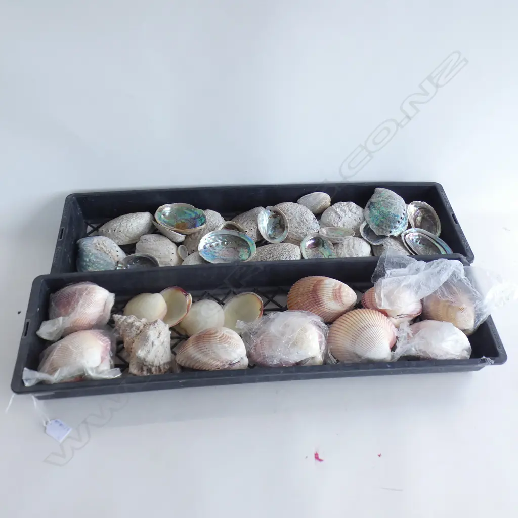 2 TRAYS ASST. SHELLS; PAUA, SCALLOPS ETC Image 1++
