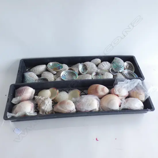2 TRAYS ASST. SHELLS; PAUA, SCALLOPS ETC