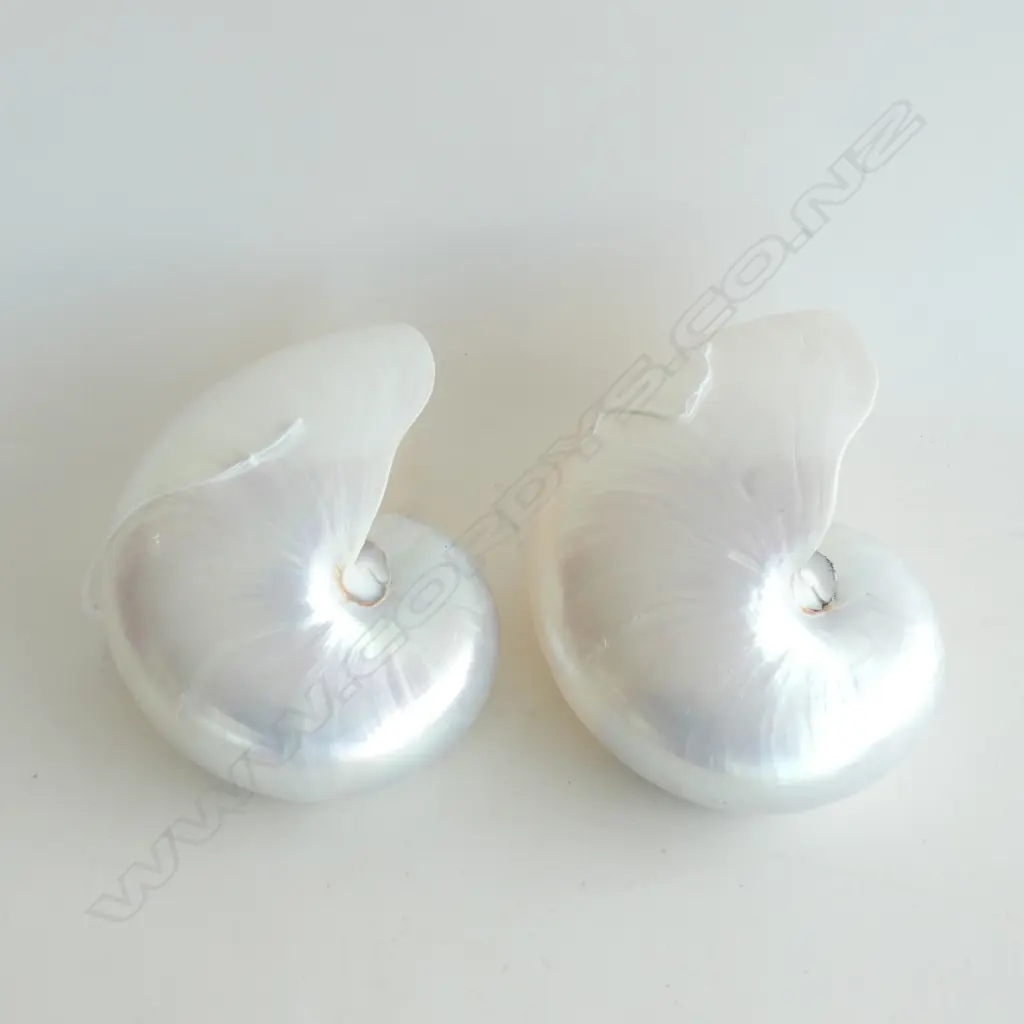 2 POLISHED 'PEARL' NAUTILUS SHELLS W.185mm Image 1++