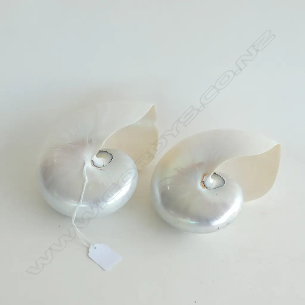 2 POLISHED 'PEARL' NAUTILUS SHELLS W.185mm Image 1++