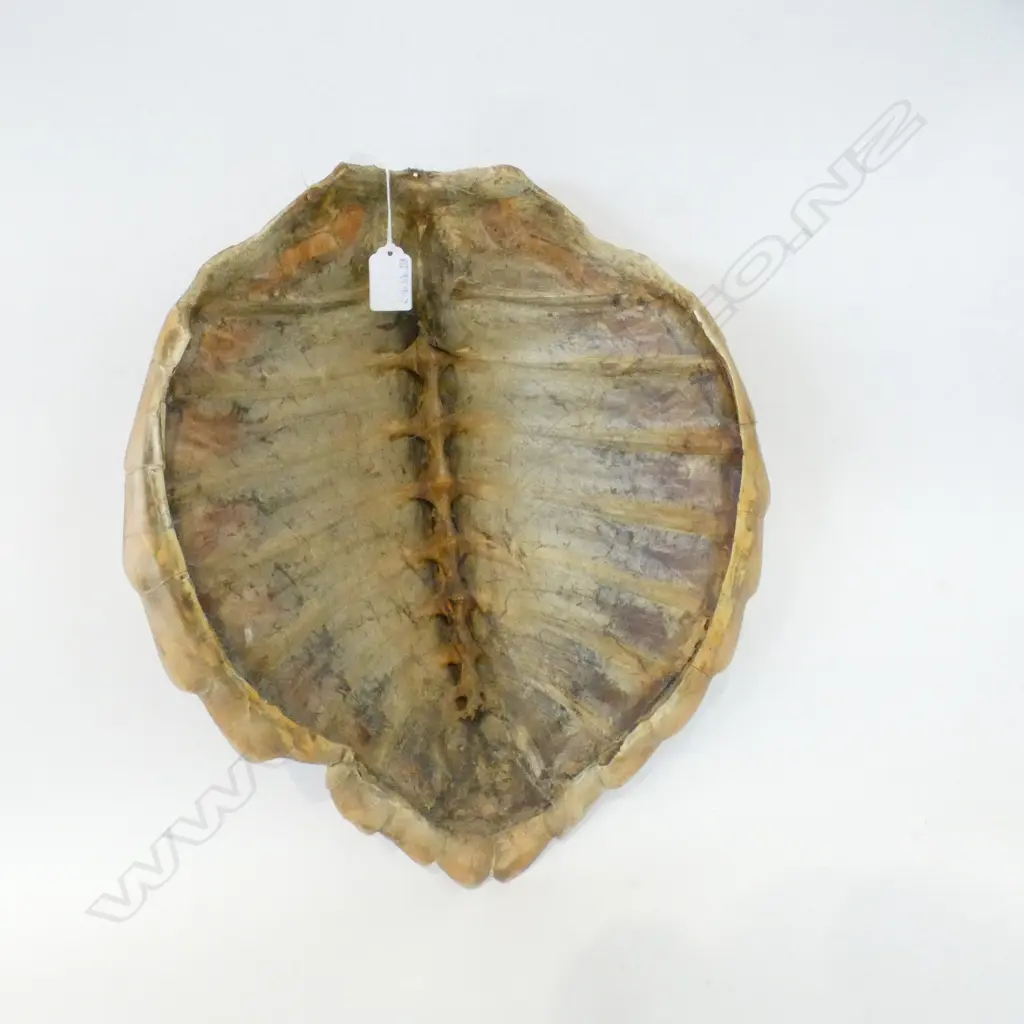 TURTLE SHELL 360 x 420mm Image 1++