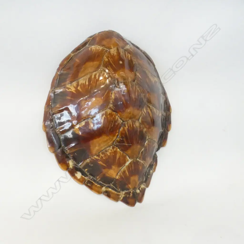 TURTLE SHELL 360 x 420mm Image 1++