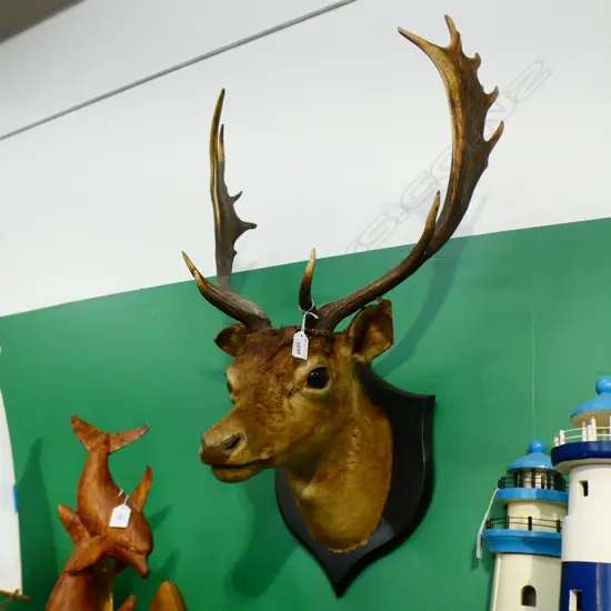 TAXIDERMIED DEER HEAD ex Highwic House the vendor is great great grandson of the first owner of Highwic