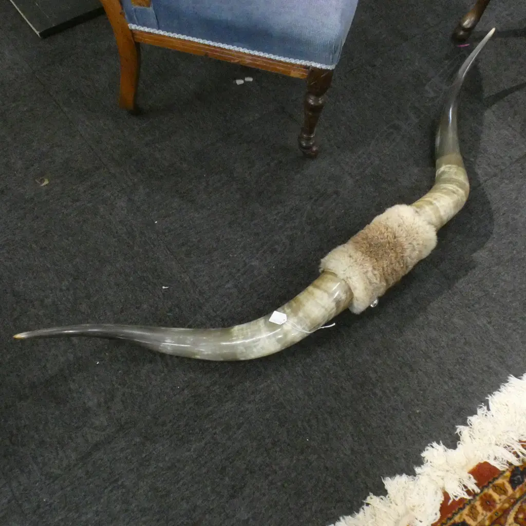 CATTLE HORNS; WALL MOUNTED W1300MM Image 1++
