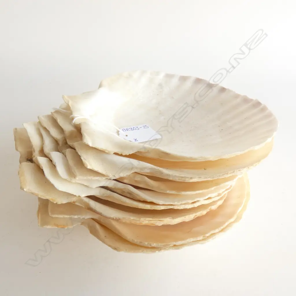 8 LARGE FLAT SHELLS DIA  170MM Image 1++