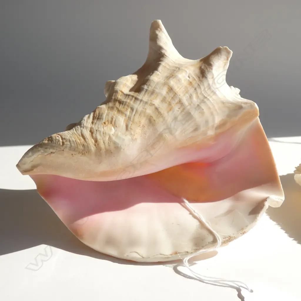 2 SEA SHELLS; CONCH L.200mm & CORAL 170mm dia Image 1++
