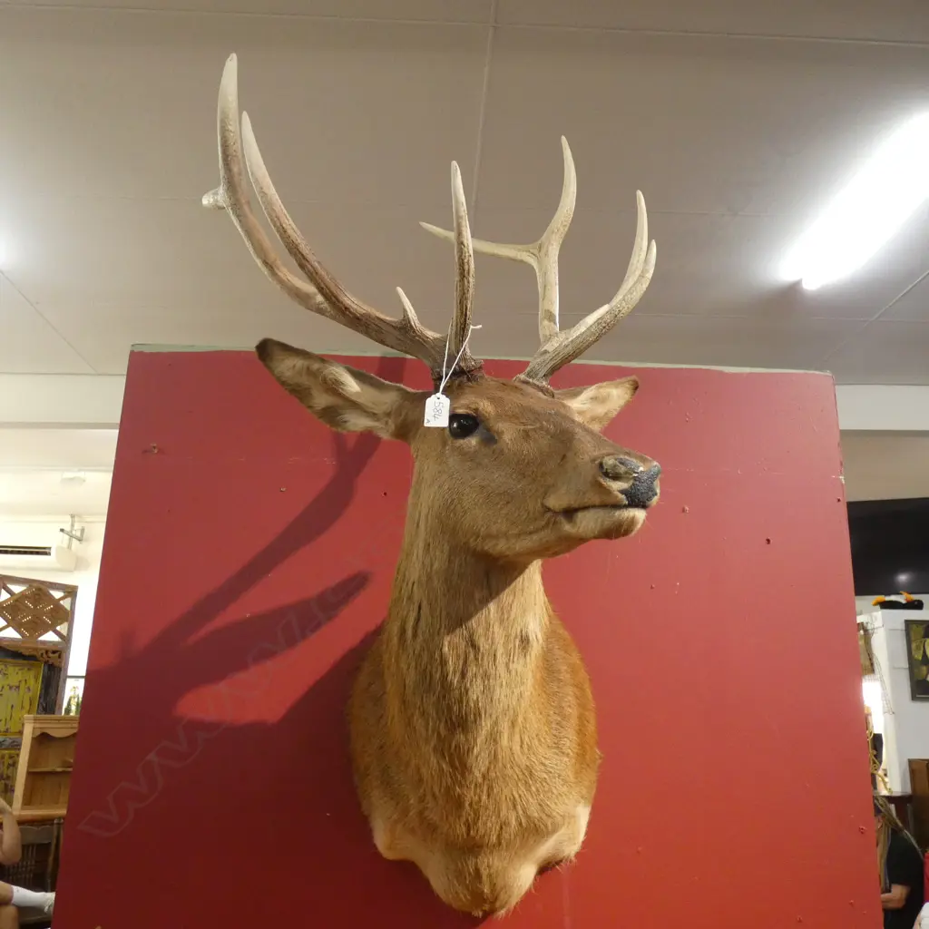 TAXIDERMY DEER HEAD  Image 1++