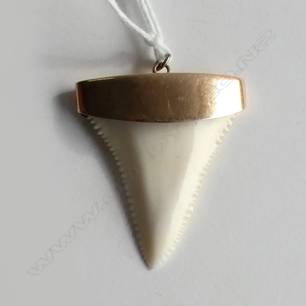 (20189) 9CT ROSE GOLD MOUNTED SHARKS TOOTH PENDANT, 30 x 35mm Image 1++