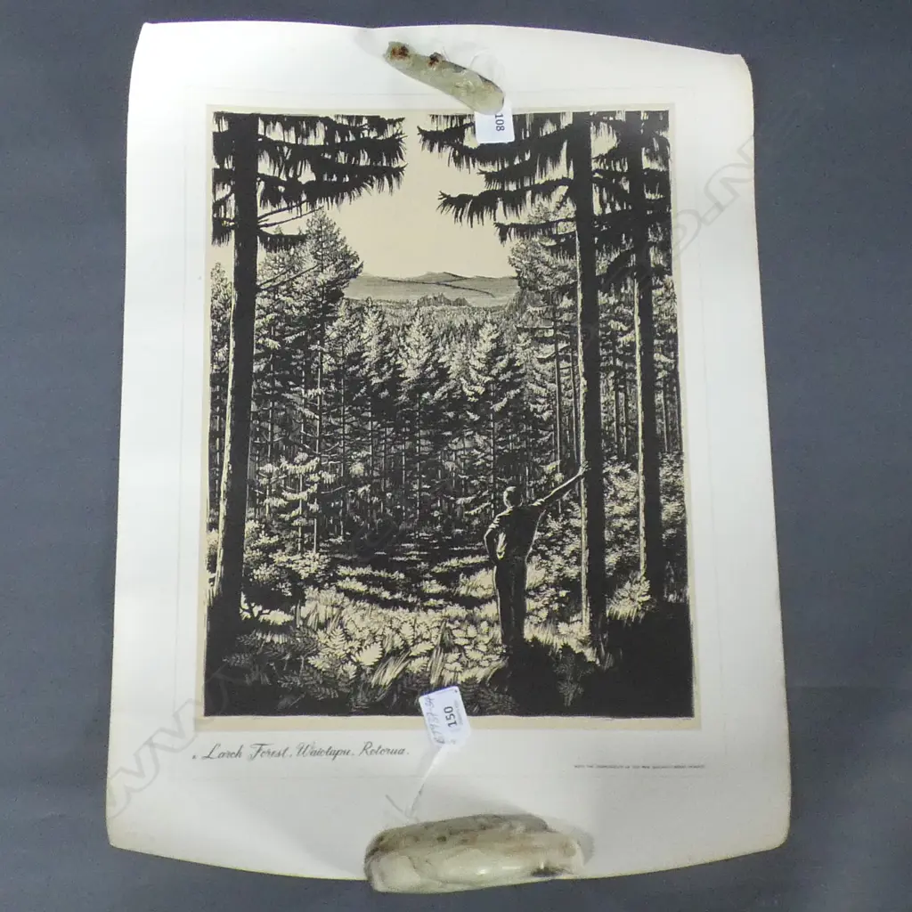 SET 7 NZ FORESTRY DEPT PrINTS: Tane Mahuta. Hongi's Track etc. On quality thick paper 600x400mm Image 1++