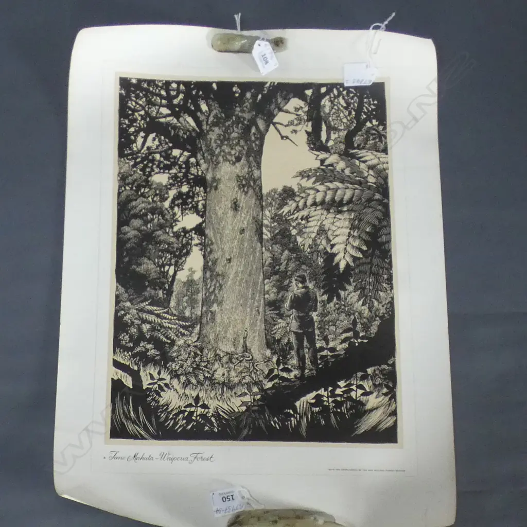 SET 7 NZ FORESTRY DEPT PrINTS: Tane Mahuta. Hongi's Track etc. On quality thick paper 600x400mm Image 1++