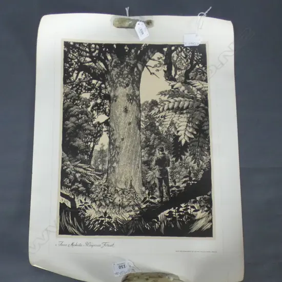 SET 7 NZ FORESTRY DEPT PrINTS: Tane Mahuta. Hongi's Track etc. On quality thick paper 600x400mm