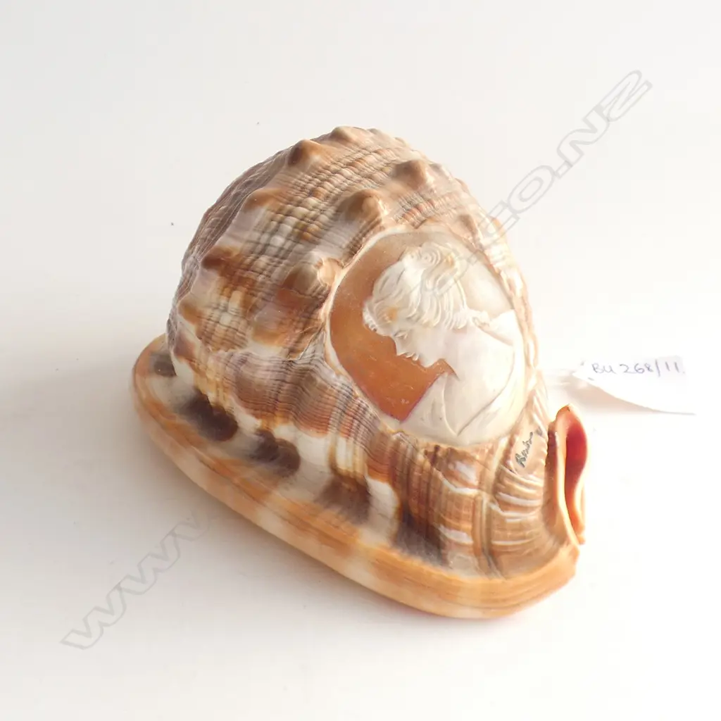 CAMEO SHELL - SIGNED L.145mm Image 1++