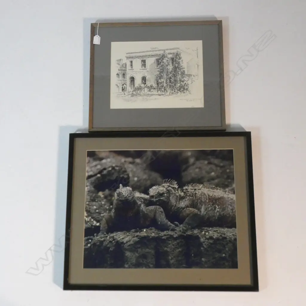 TUATARA FRAMED PHOTOGRAPH 400x500mm + PETER FEATHERSTON ETCHING 'HISTORY RESTORED' '75 Image 1++