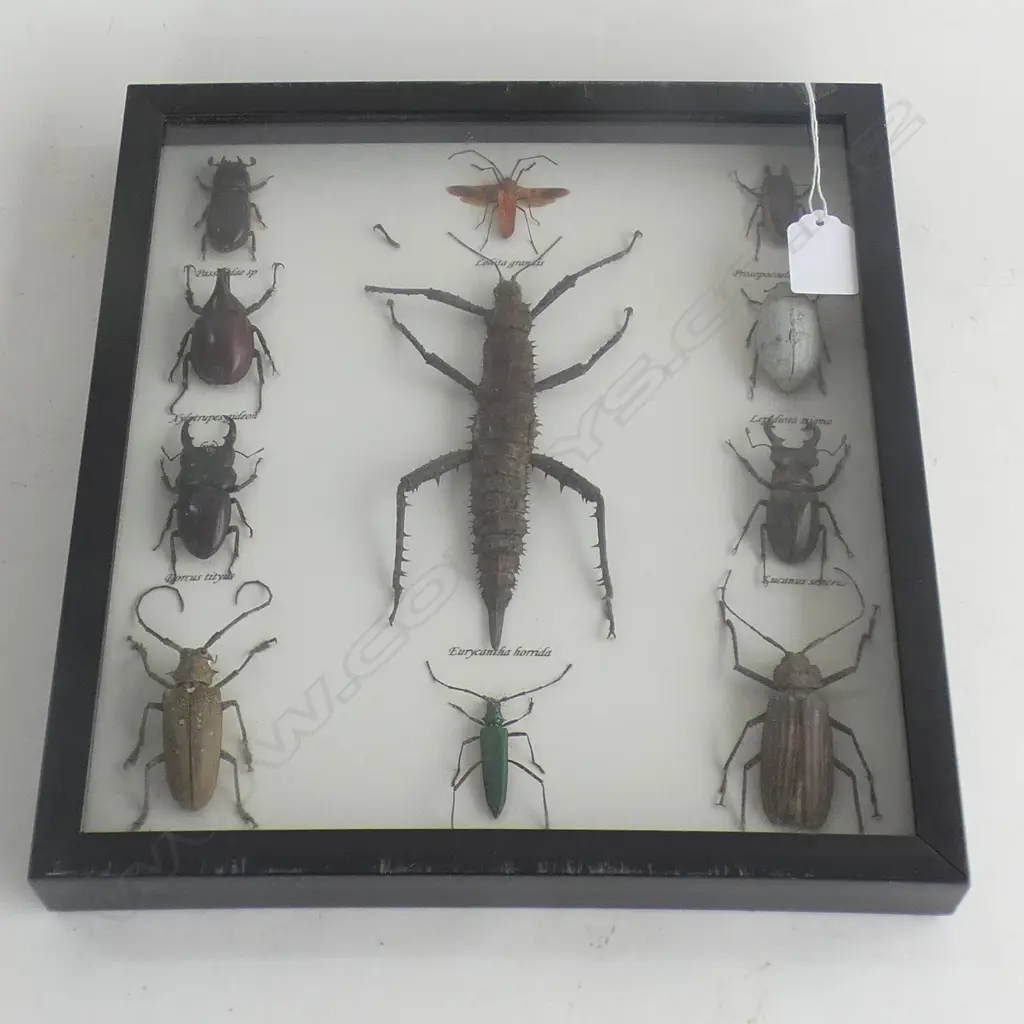 FRAMED INSECT DISPLAY LGE STICK INSECT BEATLES ETC 310 X 280mm Image 1++