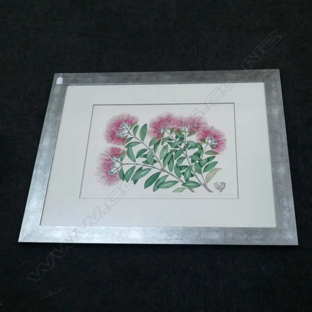 BRYAN POOLE 'POHUTUKAWA - NZ CHRISMAS TREE' PRINT 25/100 425x555mm Image 1++