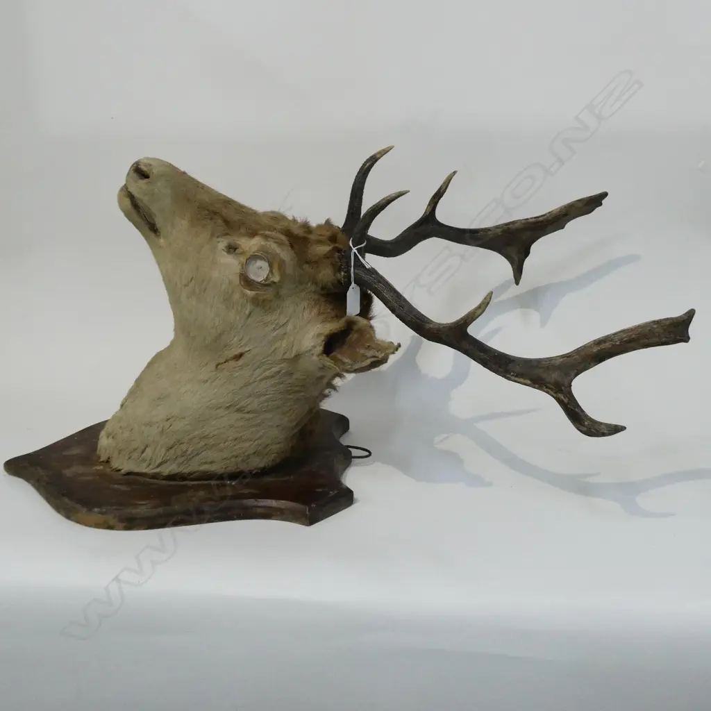TAXIDERMIED STAG HEAD (eye missing) H.750mm Image 1++