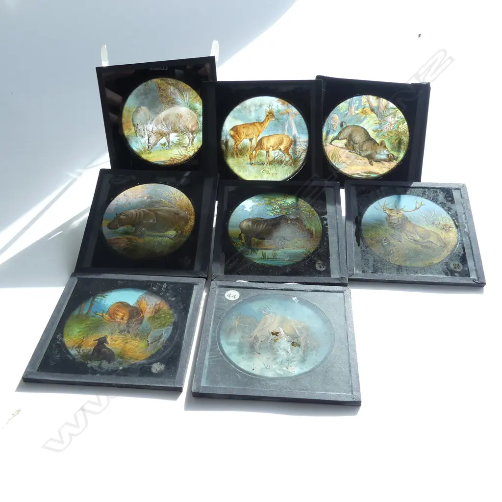 8 OLD GLASS MAGIC LANTERN SLIDES, SCENES OF DEER, MAX'S, HIPPOPOTAMUS, ELK, ETC 80MM SQ Image 1++