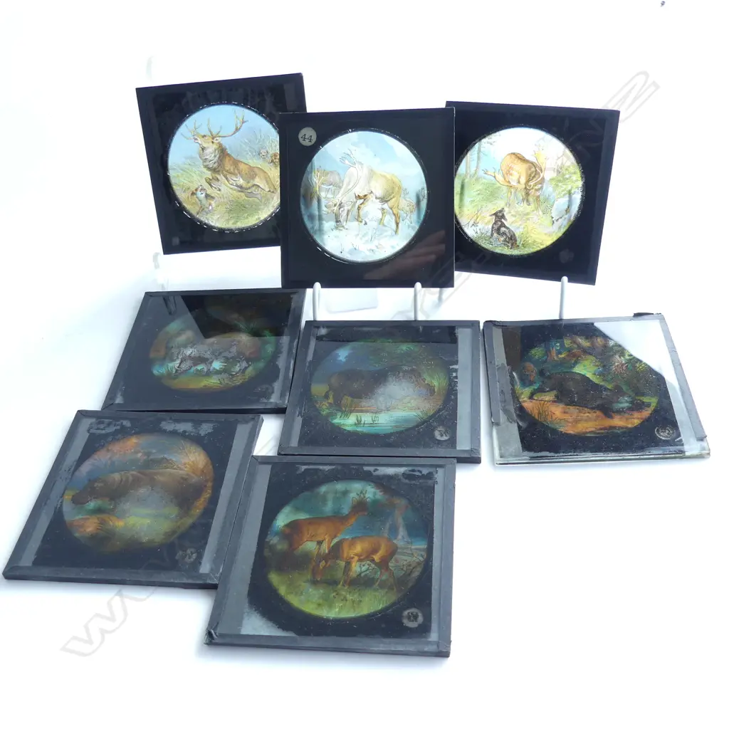8 OLD GLASS MAGIC LANTERN SLIDES, SCENES OF DEER, MAX'S, HIPPOPOTAMUS, ELK, ETC 80MM SQ Image 1++