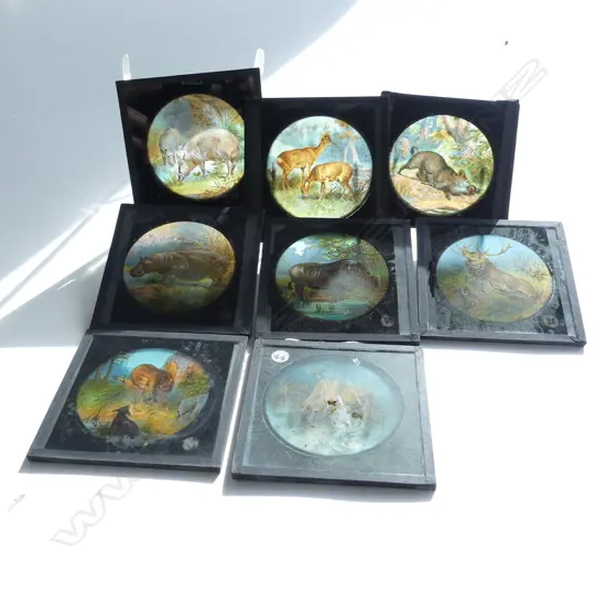 8 OLD GLASS MAGIC LANTERN SLIDES, SCENES OF DEER, MAX'S, HIPPOPOTAMUS, ELK, ETC 80MM SQ