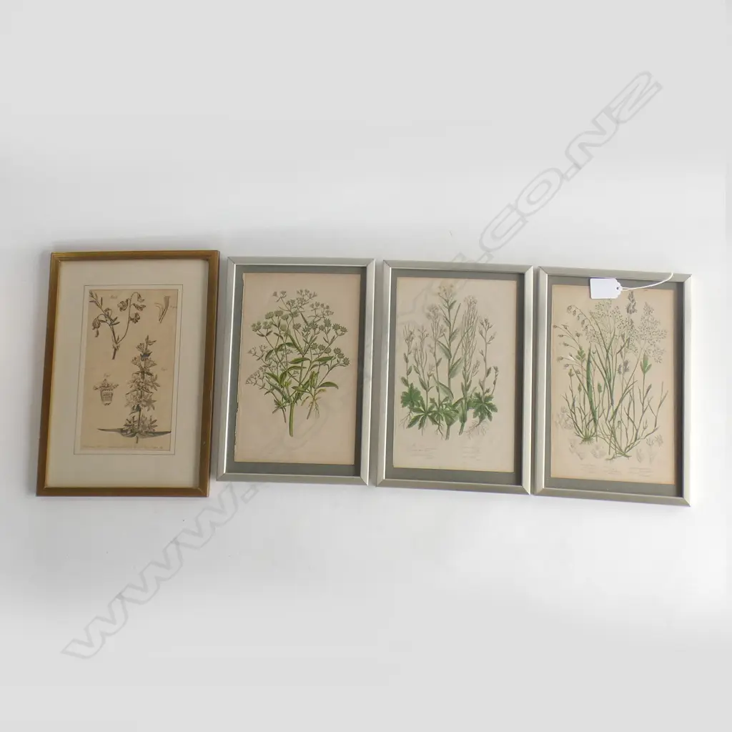 4 FRAMED VINTAGE BOTANICAL PRINTS 140 X 220MM Image 1++