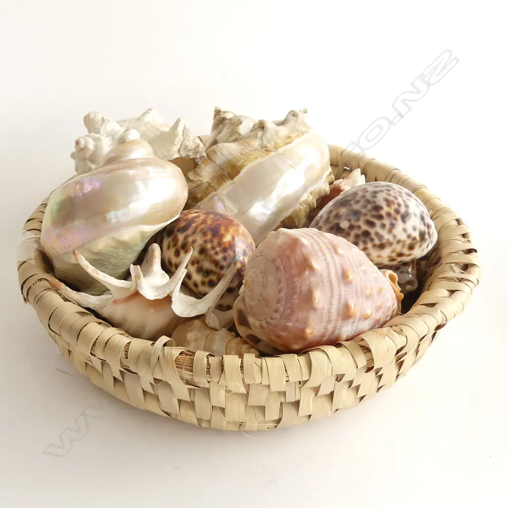 BASKET ASST. SHELLS Image 1++