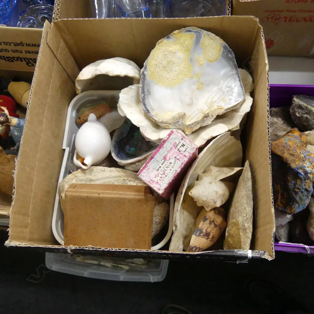 BOX ASST SHELLS INCL LG OYSTER SHELL, BLUE & WHITE CORAL PIECES  ETC.. Image 1++