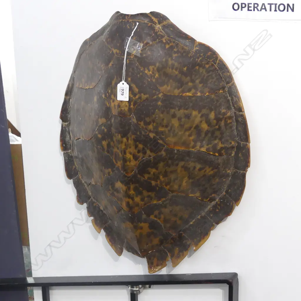 OLD TURTLE SHELL, UNPOLISHED, some losses to marginal plates530 x 440mm Image 1++