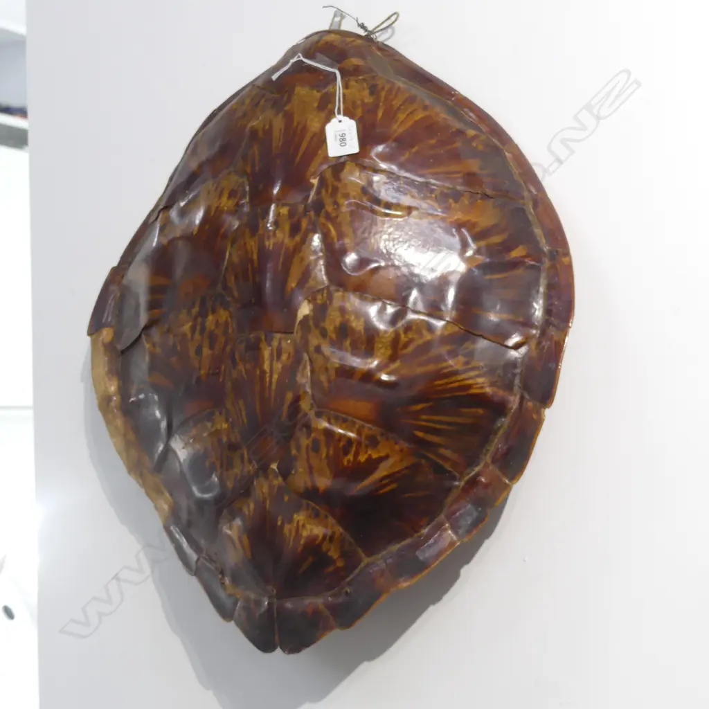 OLD TURTLE SHELL, polished, some losses to marginal plates 530 x 450mm Image 1++