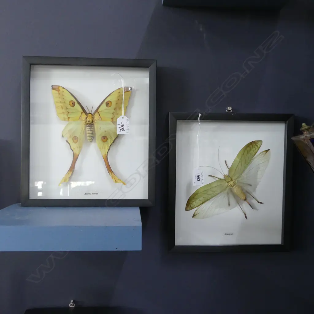 2 FRAMED BUTTERFLY / LEAF INSECT SPECIMENS 255x225mm Image 1++