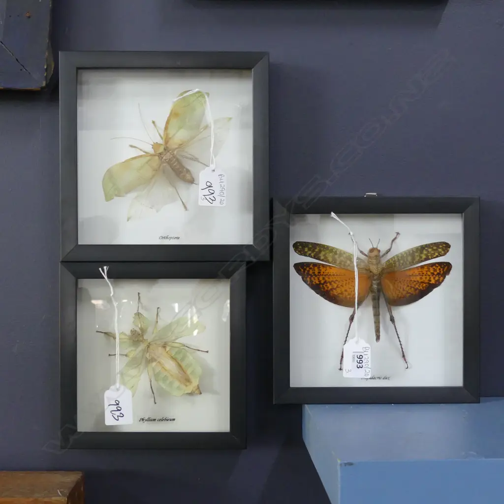 3 FRAMED BUTTERFLY / LEAF INSECT SPECIMENS 135x135mm Image 1++