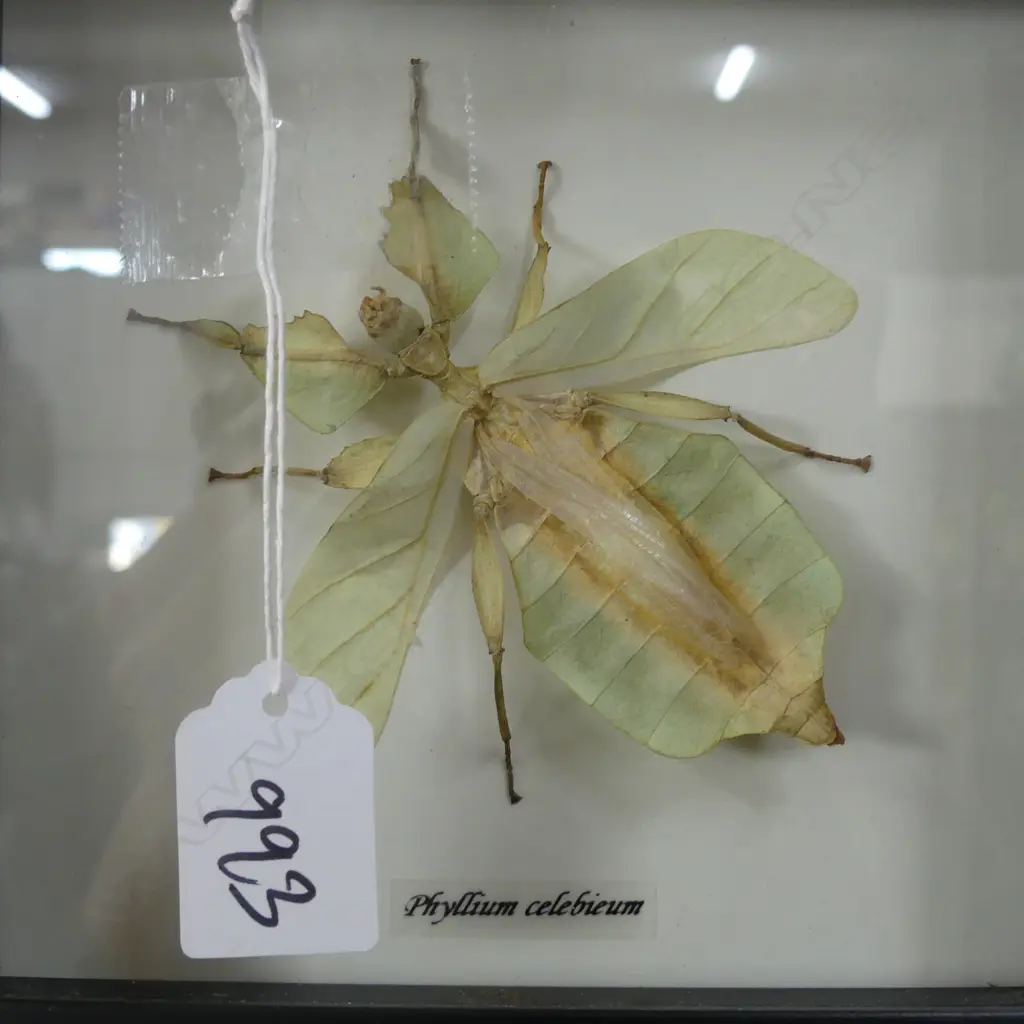 3 FRAMED BUTTERFLY / LEAF INSECT SPECIMENS 135x135mm Image 1++