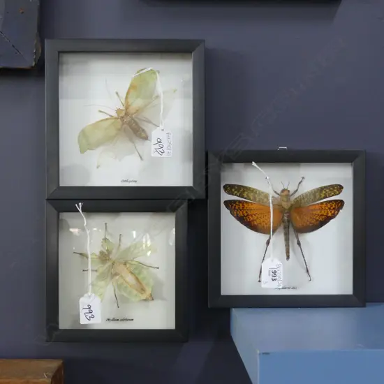 3 FRAMED BUTTERFLY / LEAF INSECT SPECIMENS 135x135mm