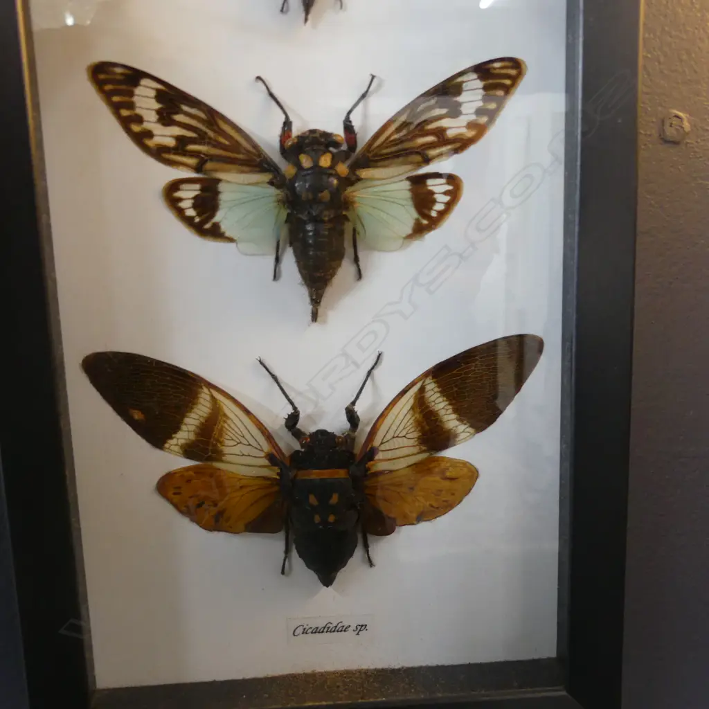2 FRAMED BUTTERFLY INSECT SPECIMENS 255x150mm Image 1++