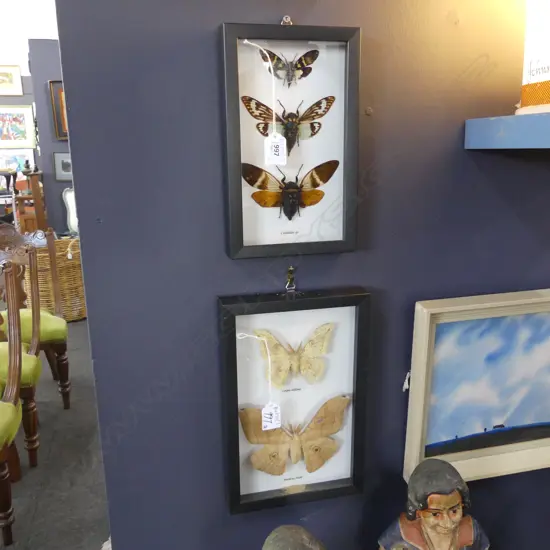 2 FRAMED BUTTERFLY INSECT SPECIMENS 255x150mm
