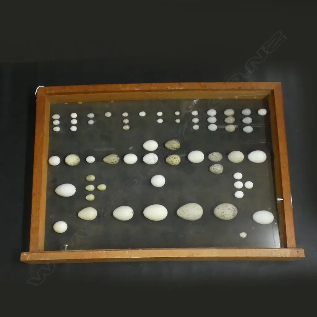 VINTAGE BIRD EGG COLLECTION IN LARGE OAK FRAME 450x650mm Image 1++